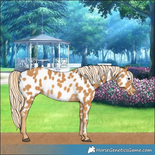 Horse Color:Palomino Near Leopard 