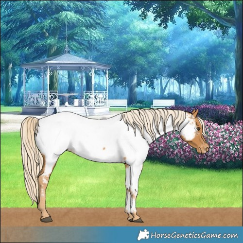 Horse Color:Palomino Near Fewspot 