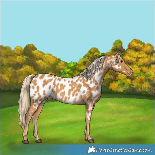 Horse Color:Palomino Appaloosa 