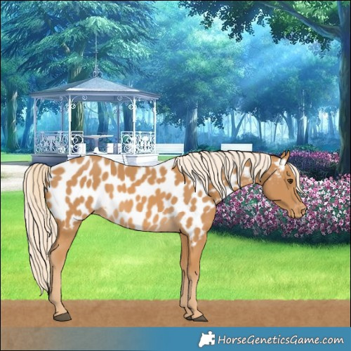 Horse Color:Palomino Near Leopard 