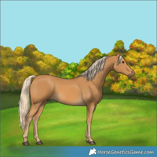 Horse Color:Palomino 
