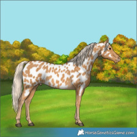 Horse Color:Palomino Near Leopard