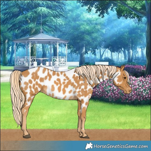 Horse Color:Palomino Near Leopard 