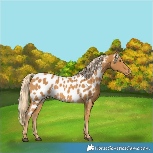 Horse Color:Palomino Appaloosa 