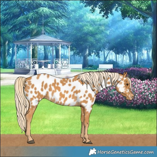 Horse Color:Palomino Near Leopard 