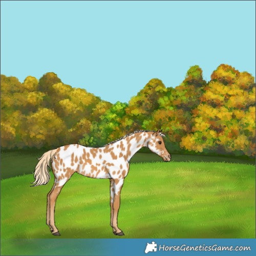 Horse Color:Palomino Appaloosa 