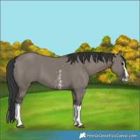 Horse Color:Grullo Sabino Splash  and Grullo Sabino Splash Rabicano 