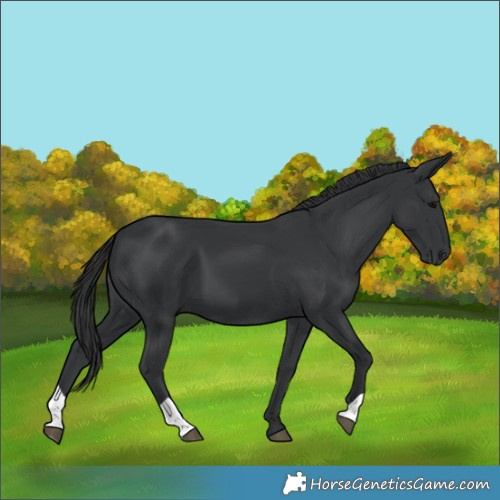 Horse Color:Black 