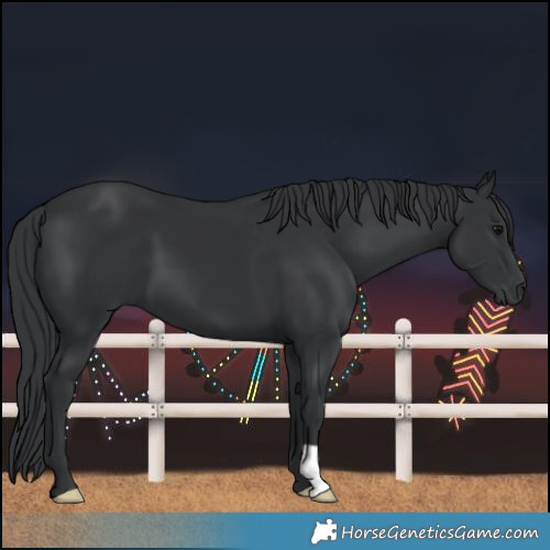 Horse Color:Black 