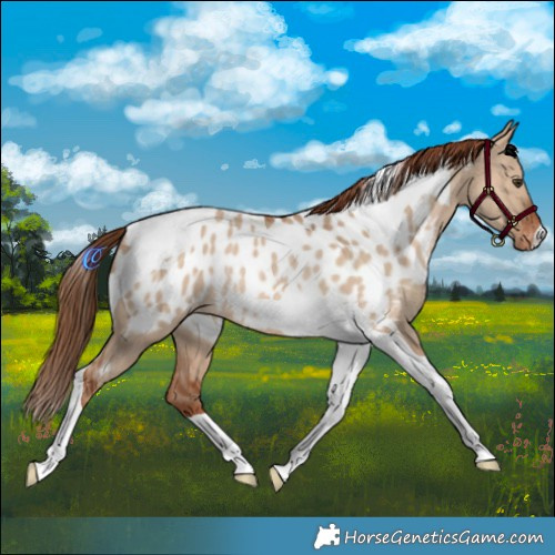 Horse Color:Red Dun Tobiano Near Leopard Rabicano 