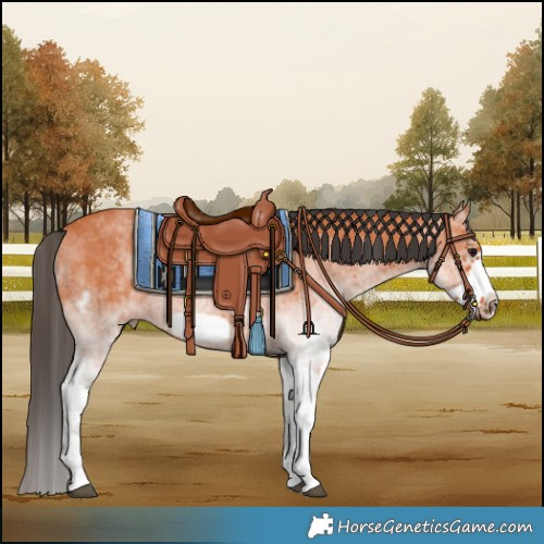 Horse Color:White Spotted Bay Frame