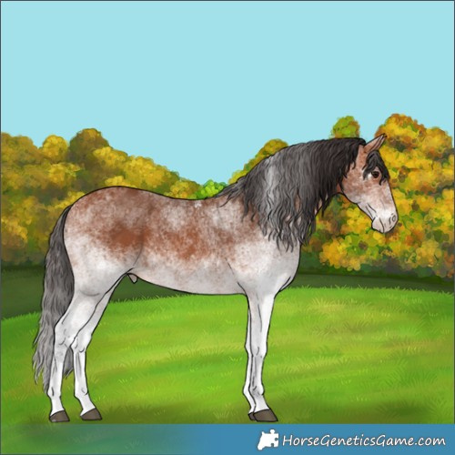 Horse Color:White Spotted Bay 