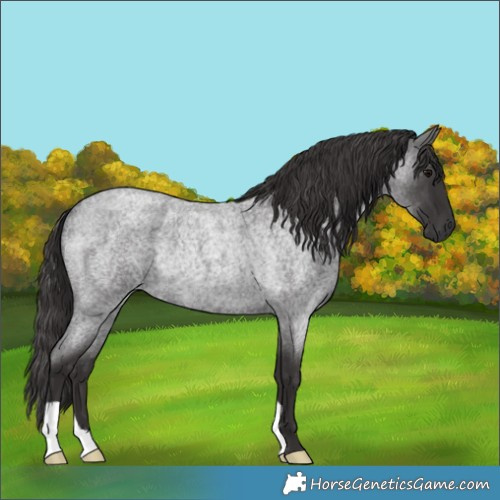Horse Color:Smoky Blue Roan Rabicano