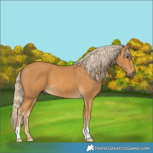 Horse Color:Palomino 