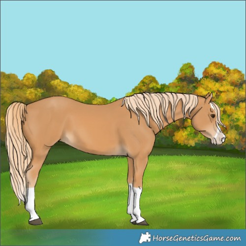 Horse Color:Chestnut Splash 