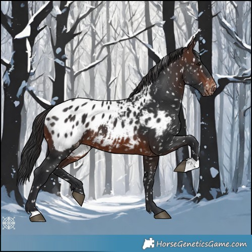 Horse Color:Brown Appaloosa 