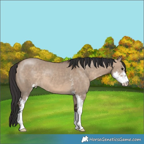 Horse Color:Brown Dun Sabino
