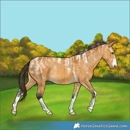 Horse Color:Powder White Buckskin Dun Brindle 