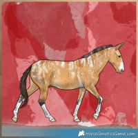 Horse Color:Powder White Buckskin Dun Brindle