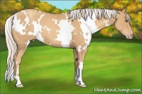 Horse Color:White Spotted Silver Classic Champagne