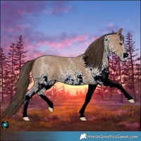 Horse Color:White Spotted Classic Champagne 