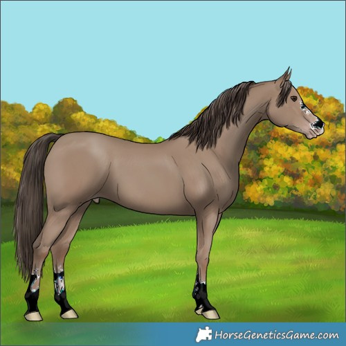 Horse Color:Classic Champagne