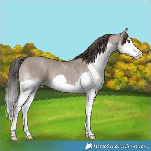 Horse Color:Classic Champagne Splash