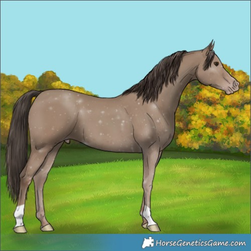 Horse Color:Classic Champagne 