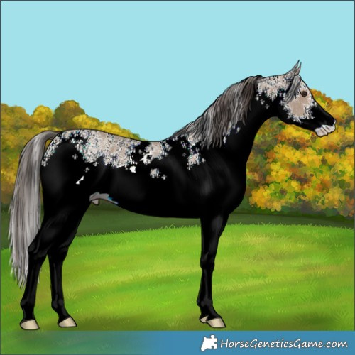 Horse Color:White Spotted Classic Champagne 