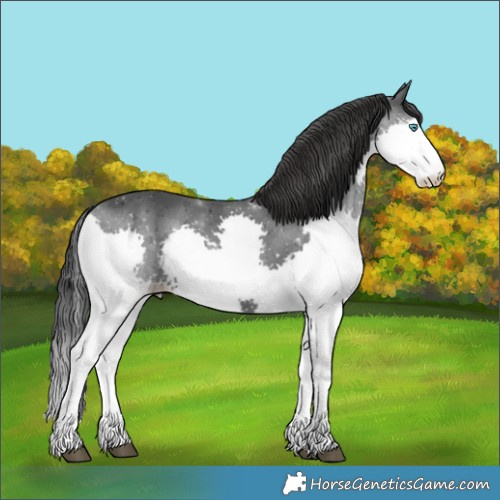 Horse Color:Black Splash 
