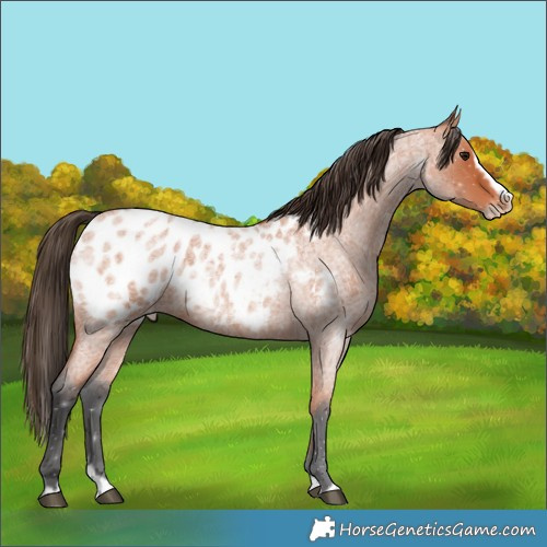 Horse Color:Bay Roan Splash Frame Near Leopard