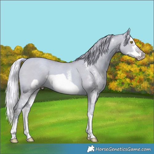 Horse Color:Watercolor White Spotted Silver Classic Champagne Dun Splash Frame 