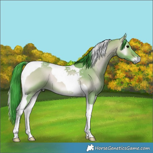 Horse Color:Watercolor Bay Onyx Tobiano