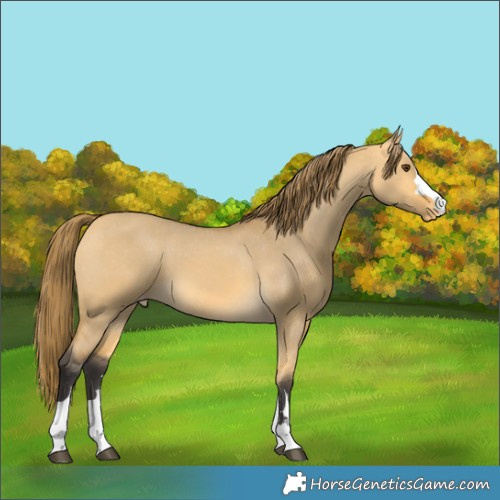 Horse Color:Buckskin Dun Varnish 