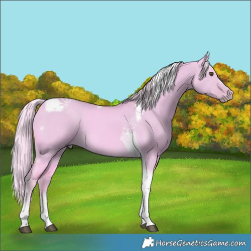 Horse Color:Watercolor Palomino Dun Tobiano Frame 