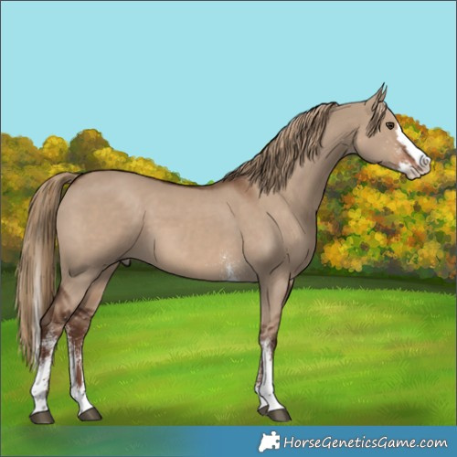 Horse Color:White Spotted Liver Red Dun Splash Rabicano