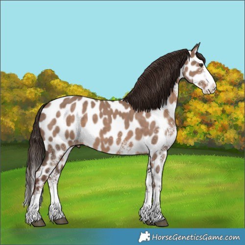 Horse Color:White Spotted Liver Red Dun Splash Near Leopard 