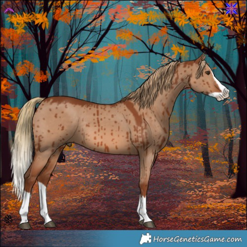 Horse Color:Red Dun Splash Rabicano Brindle 