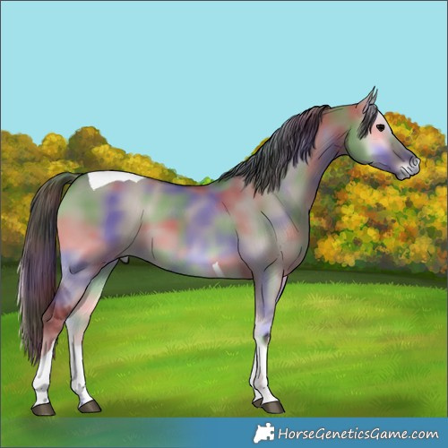 Horse Color:Nacre Grullo Onyx Tobiano 