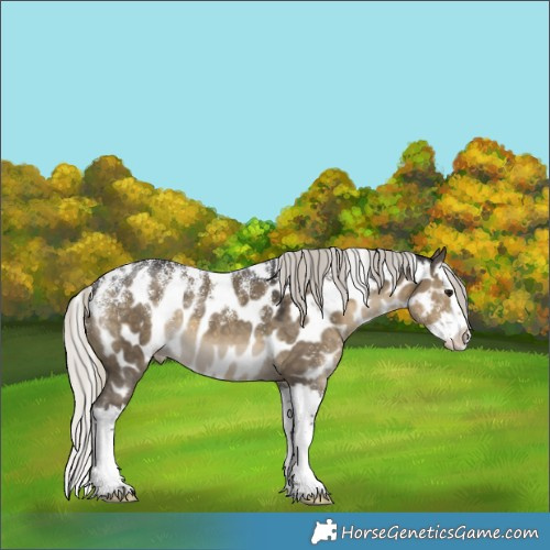Horse Color:Powder White Silver Smoky Grullo Splash Appaloosa 