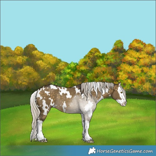 Horse Color:White Spotted Silver Buckskin Dun Splash Rabicano 