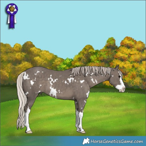 Horse Color:White Spotted Silver Black Splash