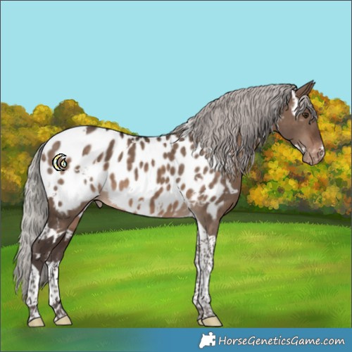 Horse Color:White Spotted Silver Brown Dun Tobiano Appaloosa 