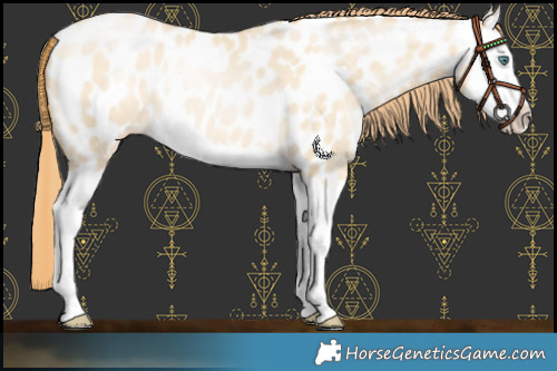 Horse Color:Smoky Grullo Pearl Splash Near Leopard Rabicano