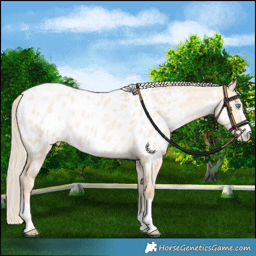 Horse Color:Palomino Pearl Dun Near Leopard Rabicano 