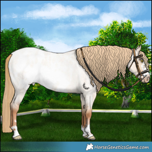 Horse Color:Red Dun Roan Pearl Frame Blanket Rabicano