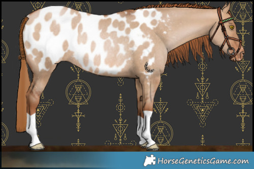 Horse Color:Bay Pearl Dun Blanket Rabicano 