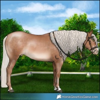 Horse Color:Silver Brown Pearl Rabicano 
