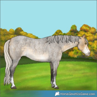 Horse Color:Silver Buckskin Roan Mushroom Sabino Rabicano 