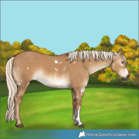 Horse Color:Gray White Spotted Red Dun Mushroom Sabino